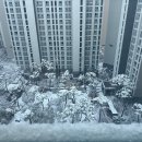 [자연 속 철학] 소나무, 절개의 상징과 삶의 철학