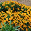 메리골드 이미지