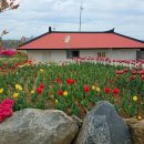 111 | 서산여행 : 5000평 정원에 사계절 내내 꽃이 있는 카페🌼쉼이있는정원