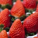 금실농장 이미지