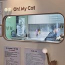 의정부 고양이 무마취 미용 '오마이캣' 4년 차 찐 단골 내돈내산 솔직 후기!