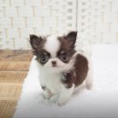 시바견분양.kr 이미지