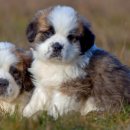 로얄퍼피 이미지