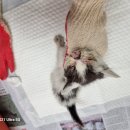 노성남 동물병원 이미지