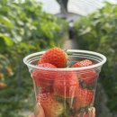 원삼농장 | 용인 딸기체험농장 포레스트벨 4인가족 방문후기 (가격, 체험)