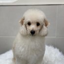 애견백화점 동탄점 이미지