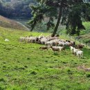 야초목장 이미지