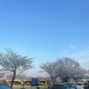 서천둔치 주차장(3번) | 광양 서천 벚꽃 개화 현황 (26.3.28) 지금 만개 시기...후기 (주차 꿀팁 / 인라인스케이트장 둔치 추천)