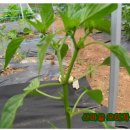 방아다리 이미지