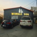 파주교통(명진교통 지점) | 파주 야당 애견카페 밍글독 mingle dog 15kg 이상 중형견 대형견 가능 내돈내산