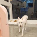 모니카애견 네이버블로그