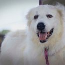 The Man's Dog 이미지