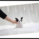 행복한 강아지 이미지