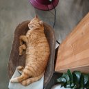 달봉이민박 이미지