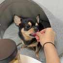 까까마망 이미지