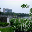 호수공원소나무숲길 이미지