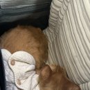 퍼스동물병원 이미지