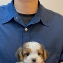 청담펫츠 이미지