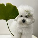 해밀동물의료센터 이미지