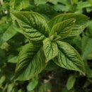 페퍼민트 이미지