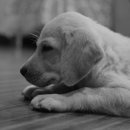 계양 동물 메디컬 센터 이미지