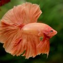 오렌지문 이미지