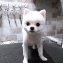 상남견 | 평택애견카페/애견호텔,애견미용 최신시설