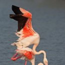 플라밍고 이미지