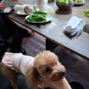 청도강변돌고래펜션 | 강변 풍경이 인상적이었던 청도강변돌고래펜션_ 후기 깔끔하게 정리된 조경이 인상적이었던 공간
