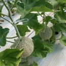 예진농장 이미지