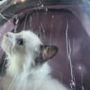 파주고양이미용 반하나캣 이미지