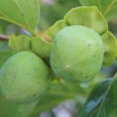 상월초등학교 이미지