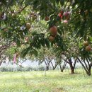 낙원농장3 이미지