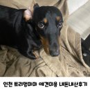 트리멍마마 | 강아지 발톱 까만발톱 목욕, 항문낭 관리 인천트리멍마마 최고 애견미용,호텔, 내돈내산후기