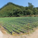 증평농협부흥지소 이미지