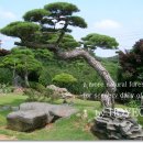 푸른소나무약국 이미지