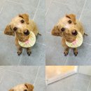 왈왈애견미용샵 이미지