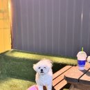 러브애견 이미지