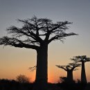 바오밥나무 이미지