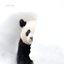 토니스