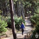 몽산포오토캠핑장 이미지