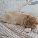 냐홍 고양이미용호텔 네이버블로그