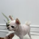멍냥미장원 이미지