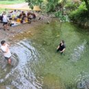 형제조류 이미지