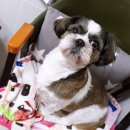 도도네 개집 이미지