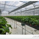 땡큐베리팜 이미지