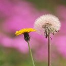 축복 이미지
