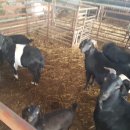 지티농장 이미지