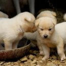 순수진돗개 이미지