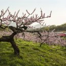 복사꽃마을 이미지